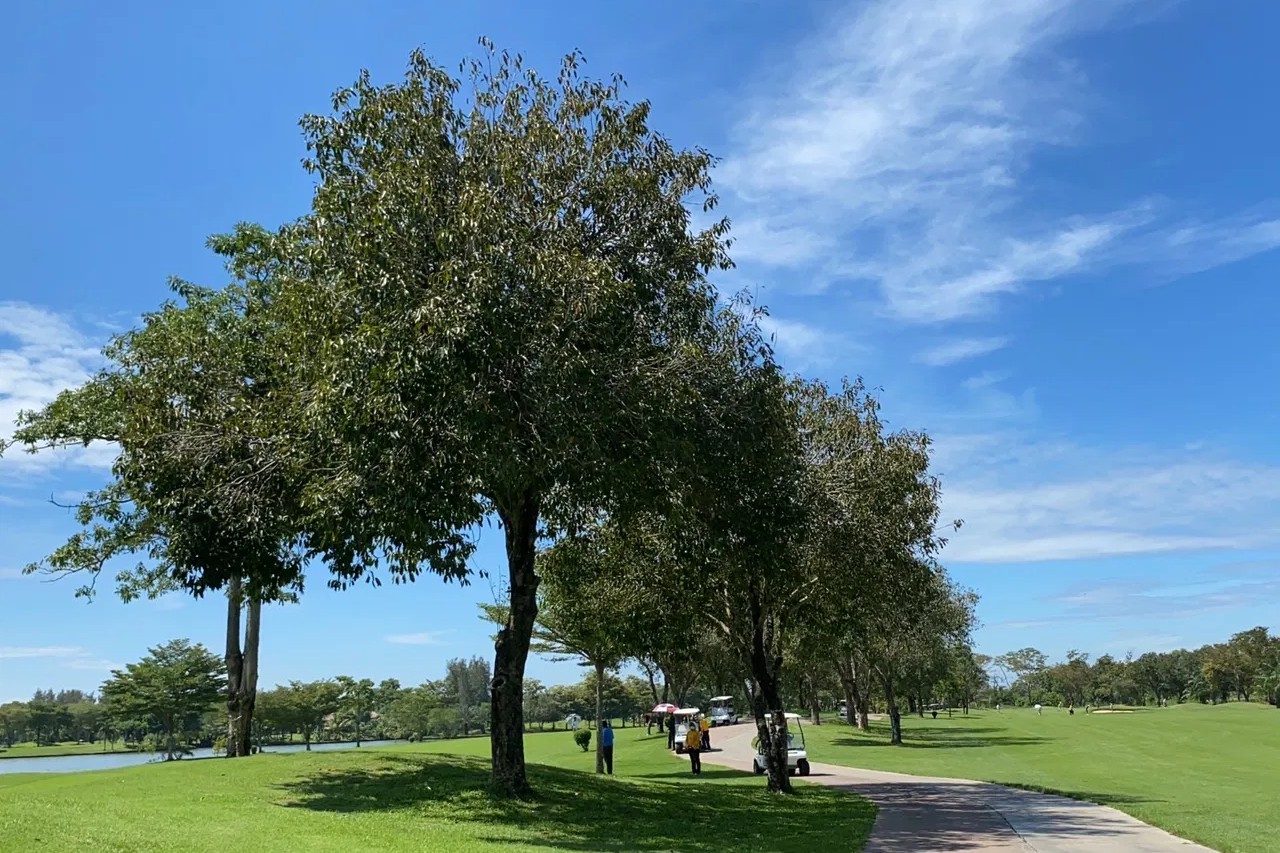 pine-golf-lodge-fairway-cart